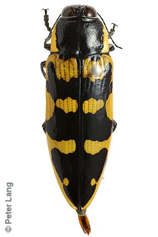 Cyrioides imperialis, PL1091, male